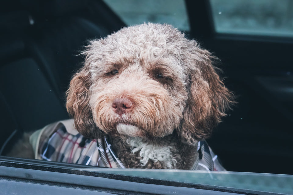 Goldendoodle relaxing in a parked vehicle and looking toward the side window