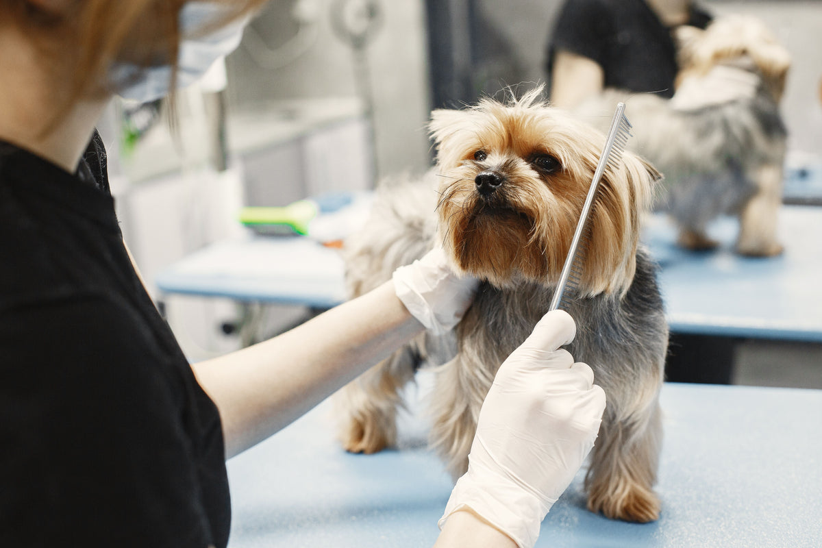 Small Yorkshire terrier gently groomed with a comb by a professional