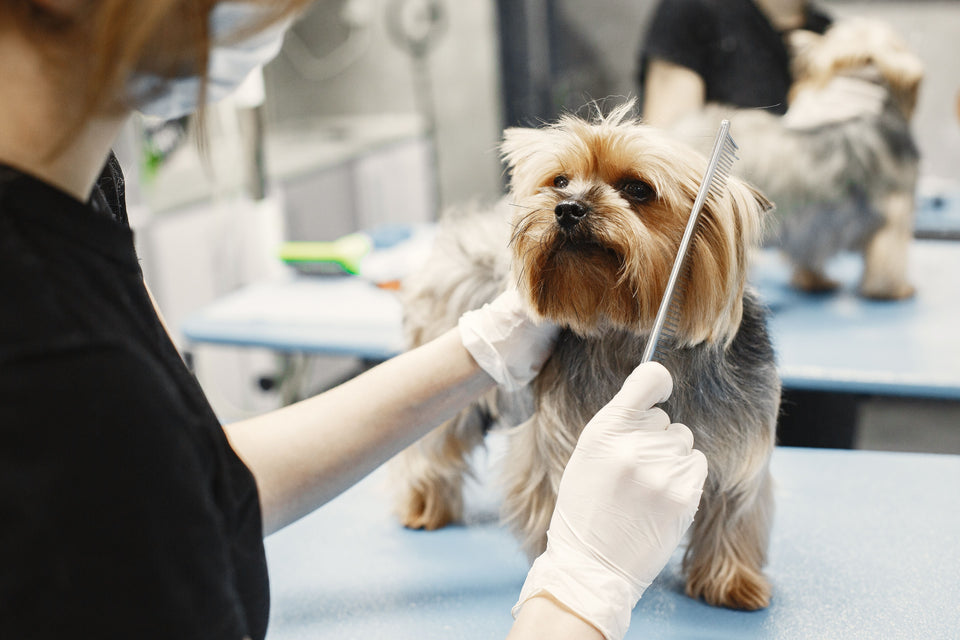 Small Yorkshire terrier gently groomed with a comb by a professional