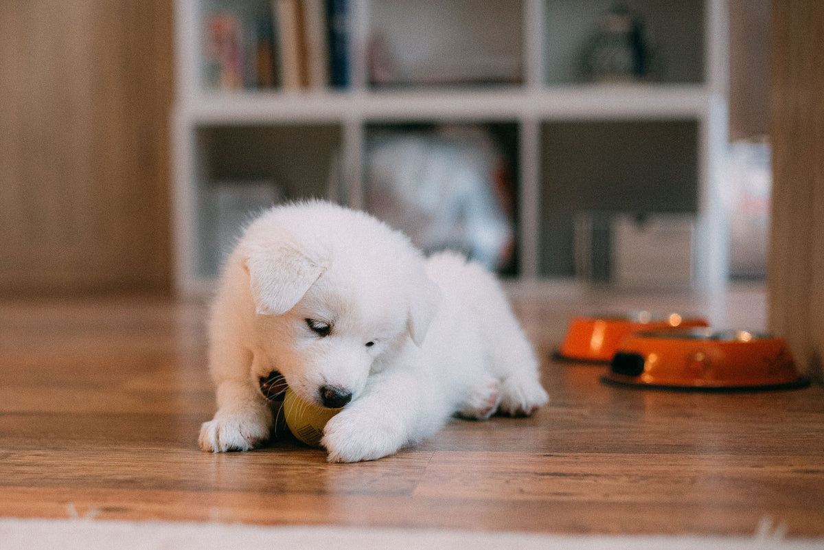 Fluffy white Samoyed puppy playing with a ball in a cozy indoor home