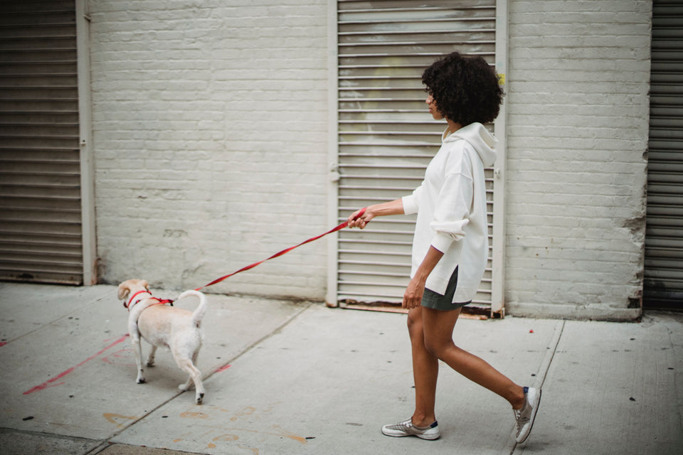 Woman walking a small dog on a sunny urban sidewalk with a leash