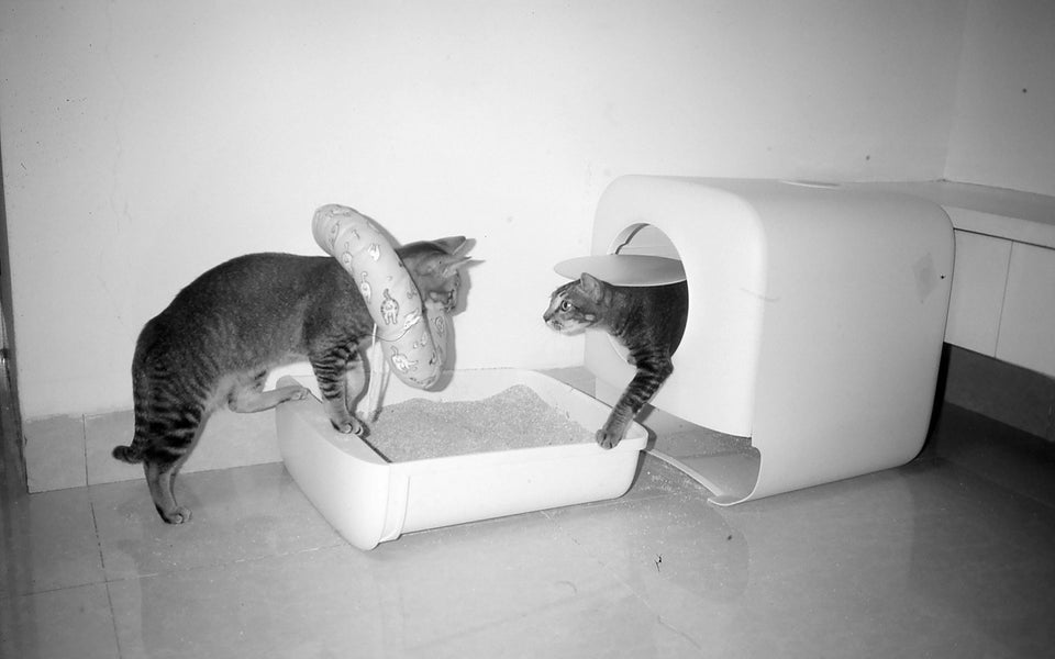 Cats exploring a litter tray together during a normal indoor bathroom routine