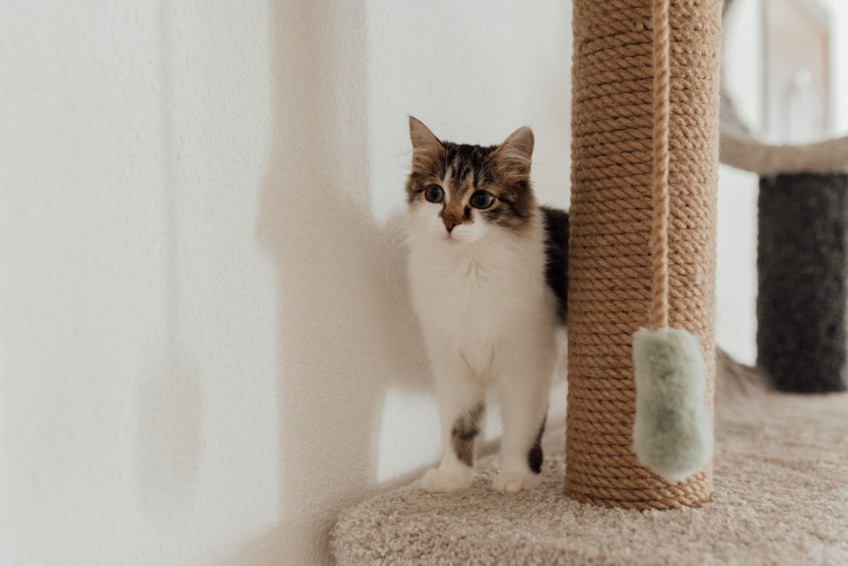 Cat using a scratching post in a cozy apartment as part of normal behavior