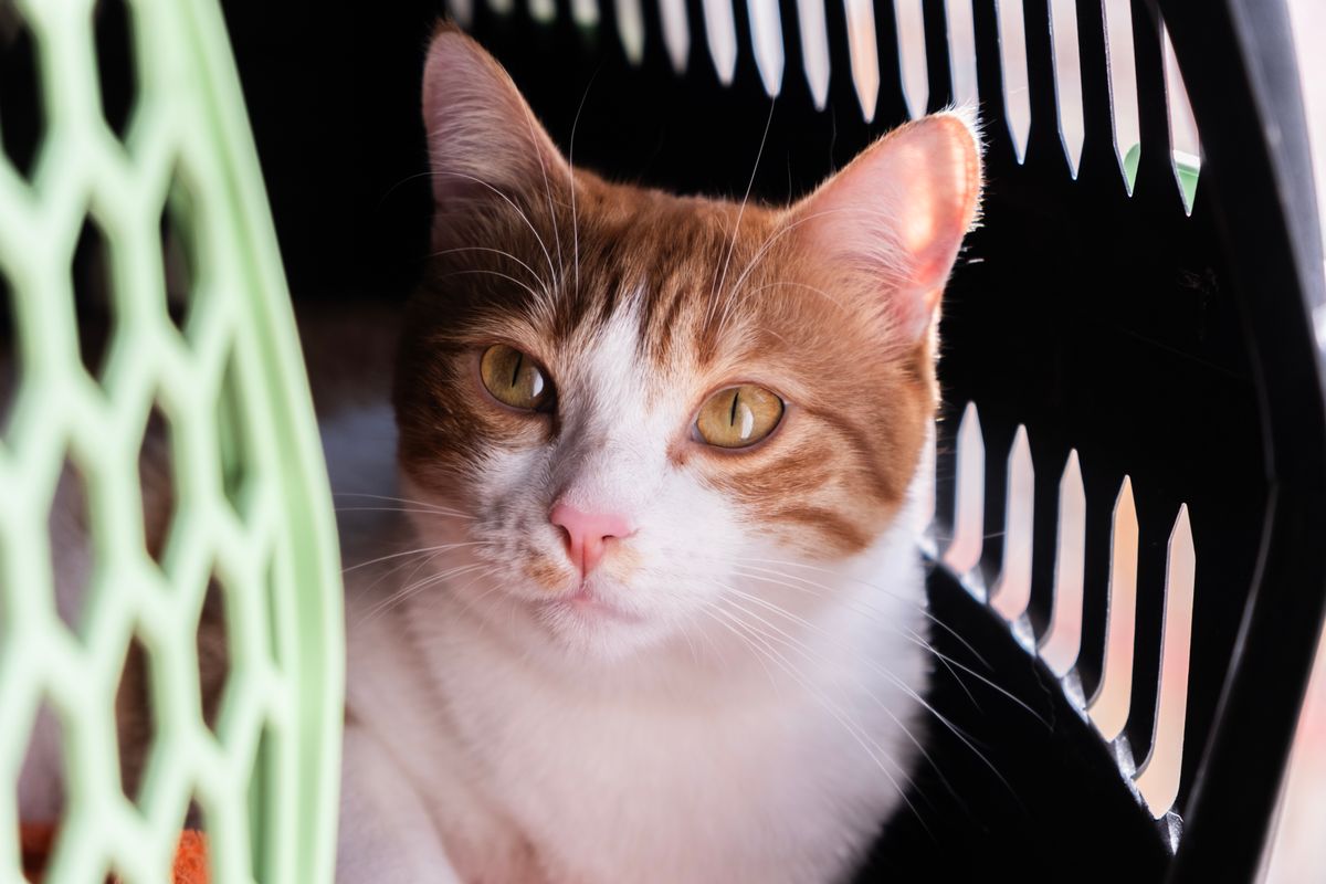 Cat sitting calmly inside a carrier
