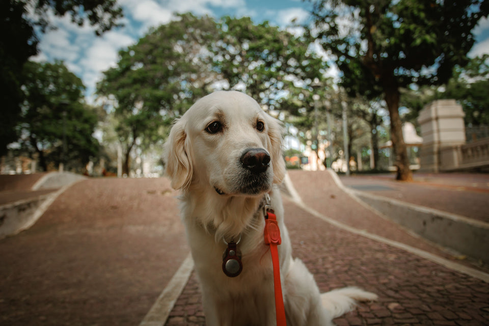 Golden retriever on a leash walking calmly along a spacious leafy park path