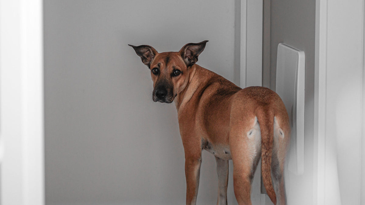 Alert brown dog standing near the front door, looking back toward the room