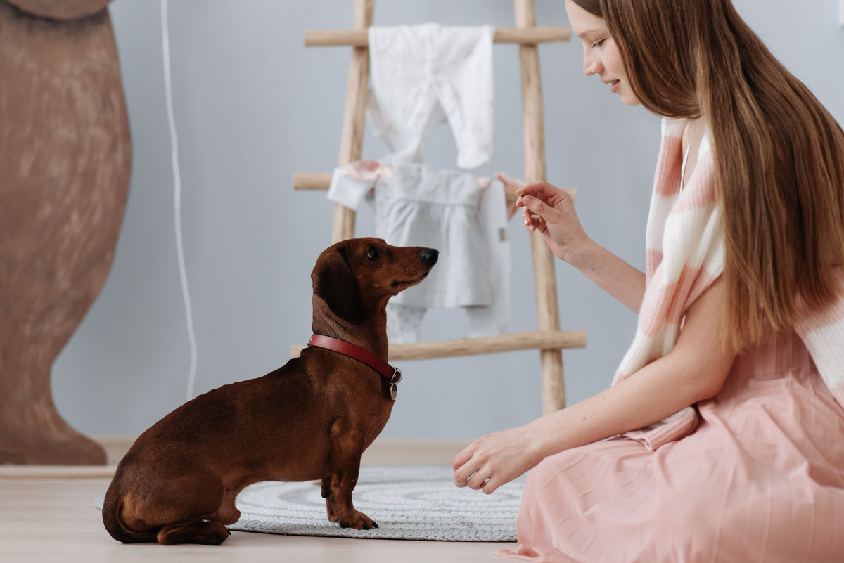 Small dog learning reward-based skills with an owner as part of training progress