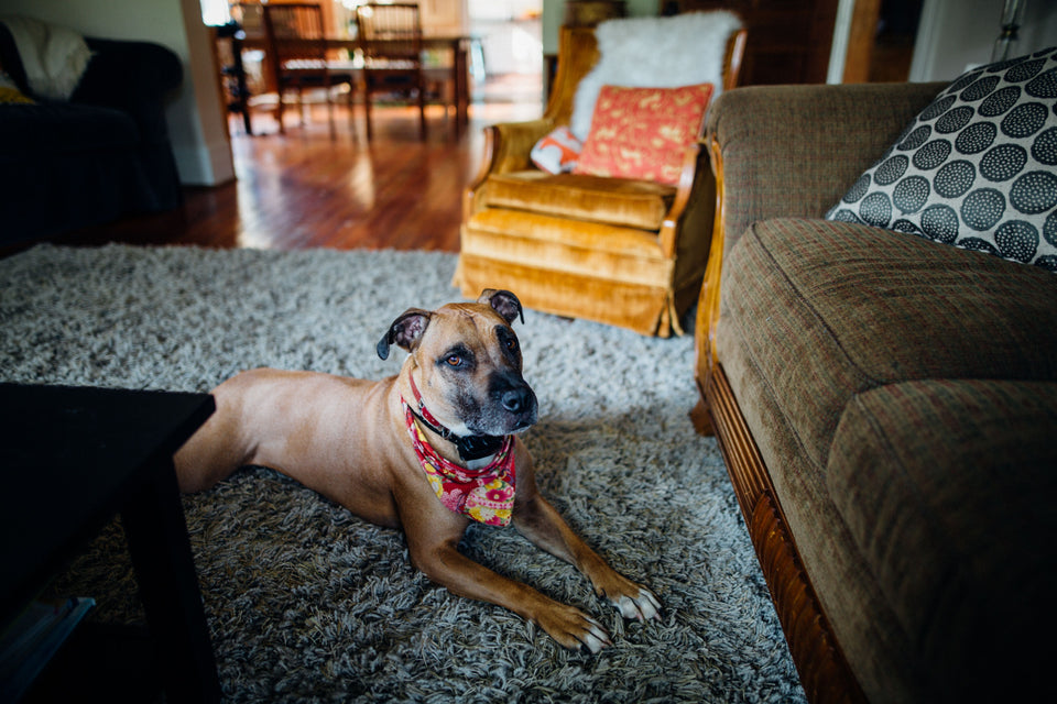 Dog relaxing on a mat during training to respond calmly to a household trigger