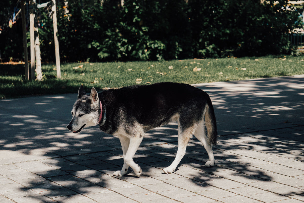 Husky walking in the shade on a city sidewalk