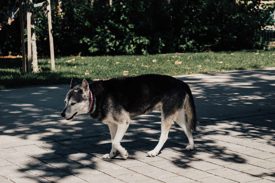 Husky walking in the shade on a city sidewalk