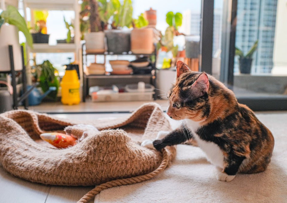 Calico cat enjoying indoor play, part of a predictable daily activity routine