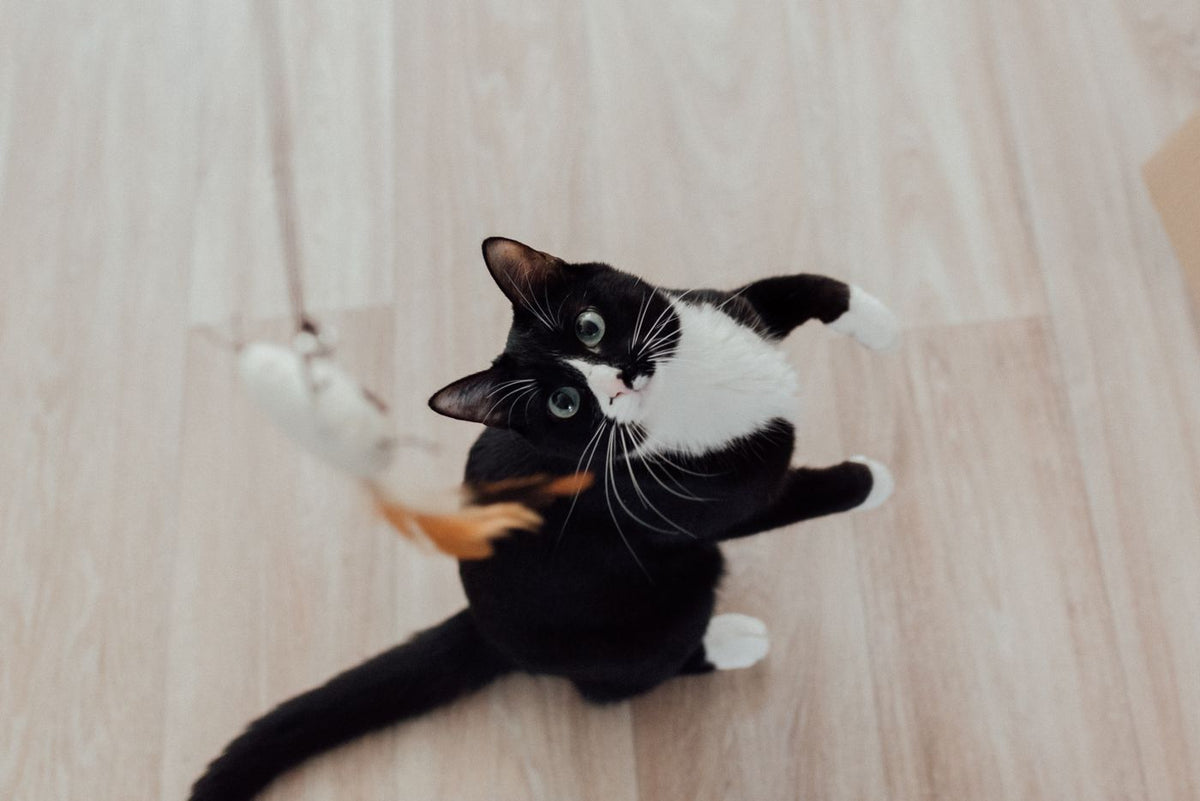 Black and white cat playing with a feather toy during indoor enrichment