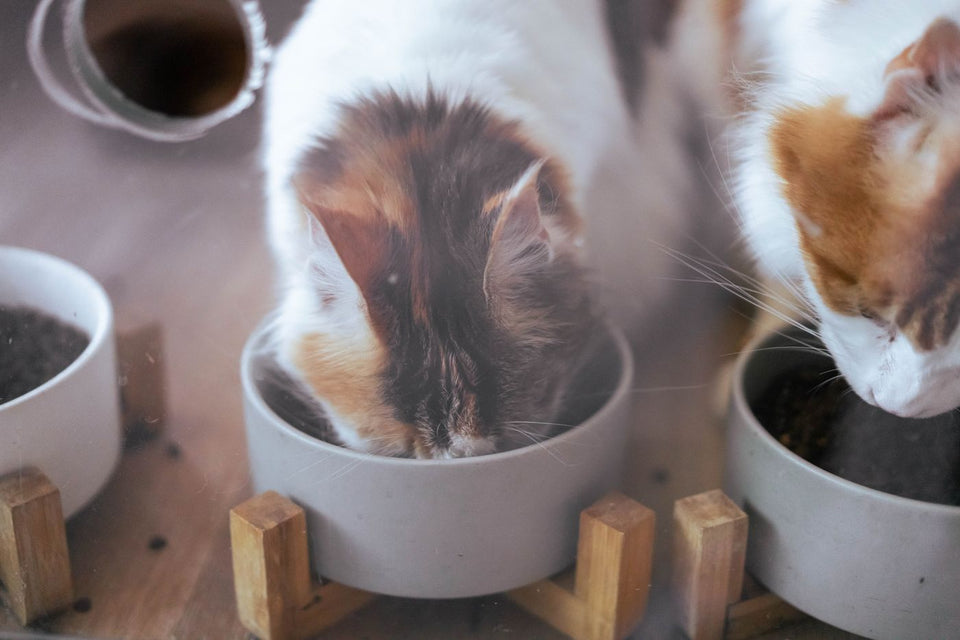 Two pet cats eating from their own bowls in a multi-pet home