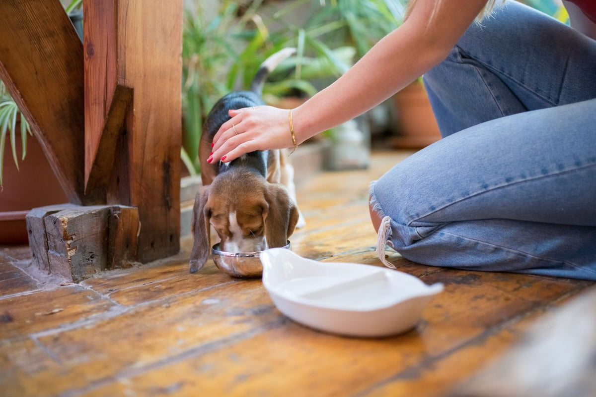 Caregiver demonstrating a dog's daily feeding routine ahead of a weekend away