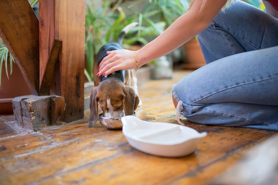 Caregiver demonstrating a dog's daily feeding routine ahead of a weekend away