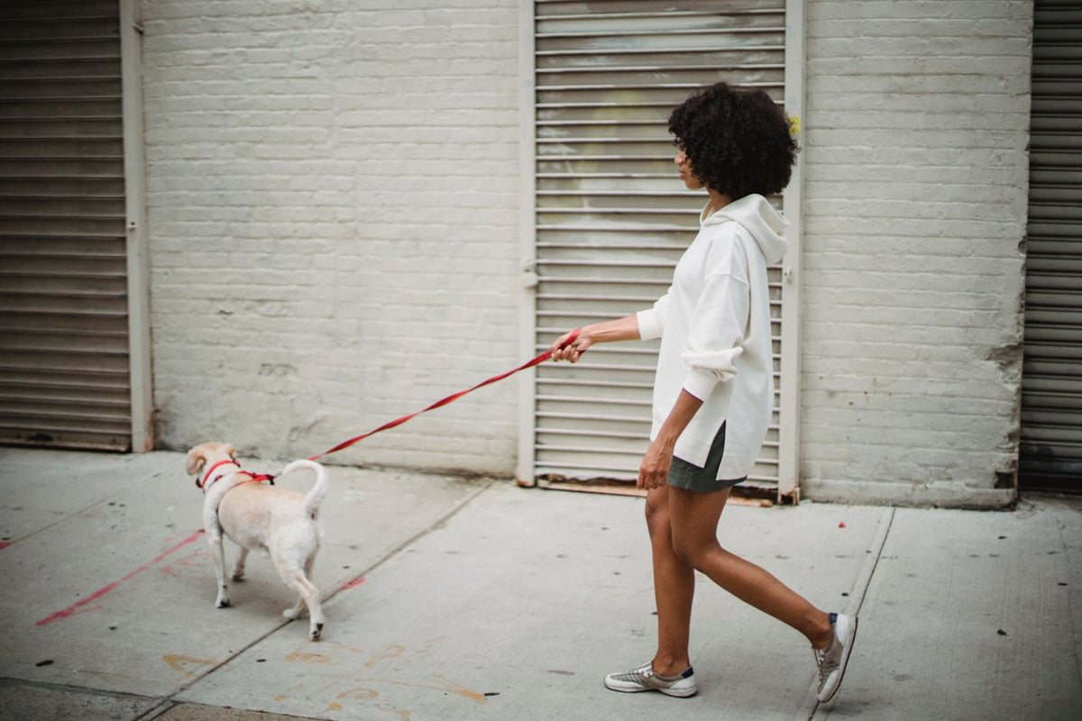 Small dog walking on a loose leash with its caregiver outdoors