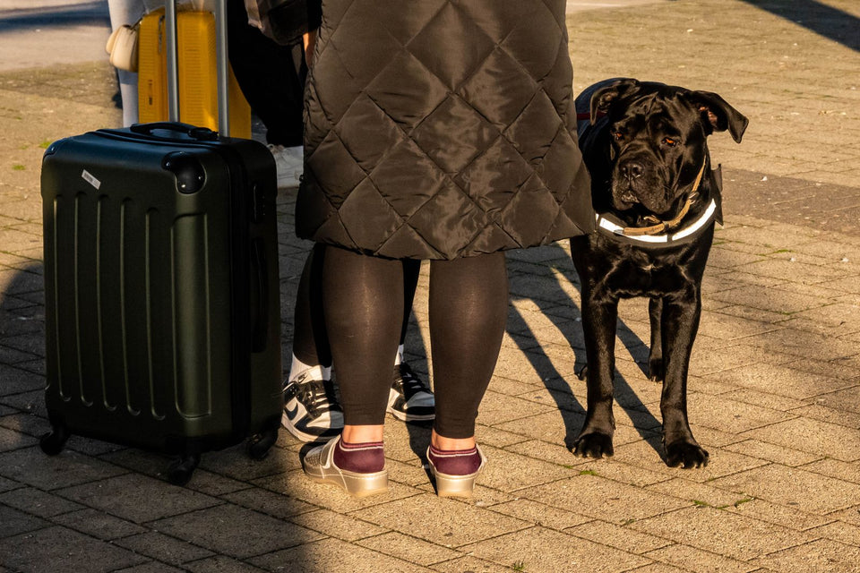 Traveler standing with a dog and wheeled suitcase outdoors before a trip