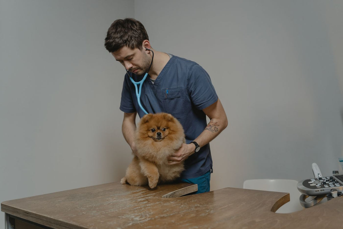 Veterinarian examining a small dog