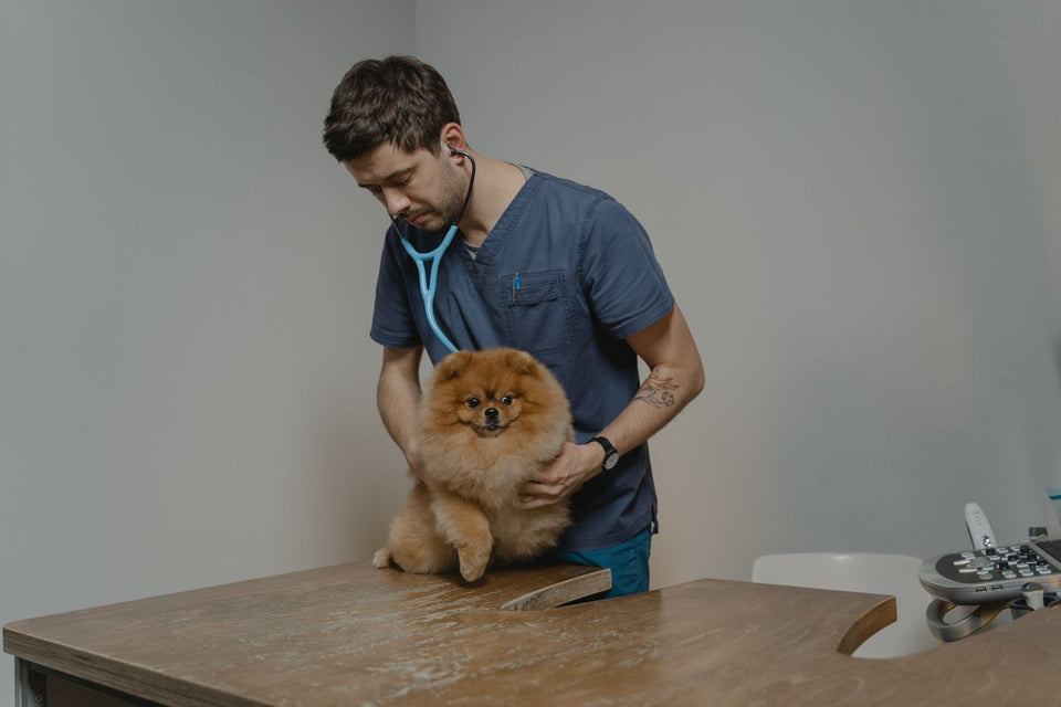 Veterinarian examining a small dog