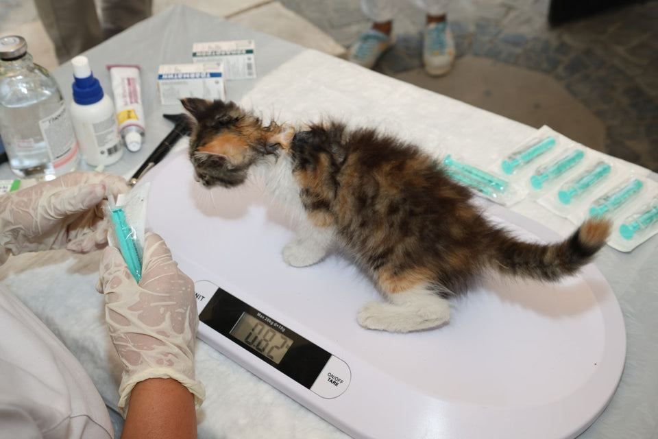 Veterinarian weighing a small kitten on a pet scale during a routine health check