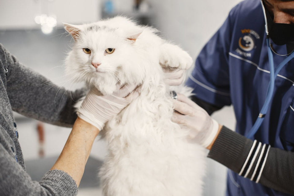 Veterinarian checking a white cat during a visit for medical record keeping
