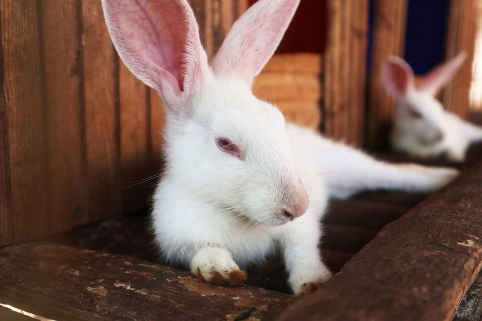 White rabbit resting calmly indoors