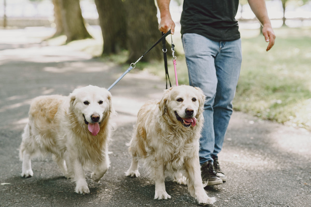 Two dogs walking at a comfortable distance outdoors during a calm training session