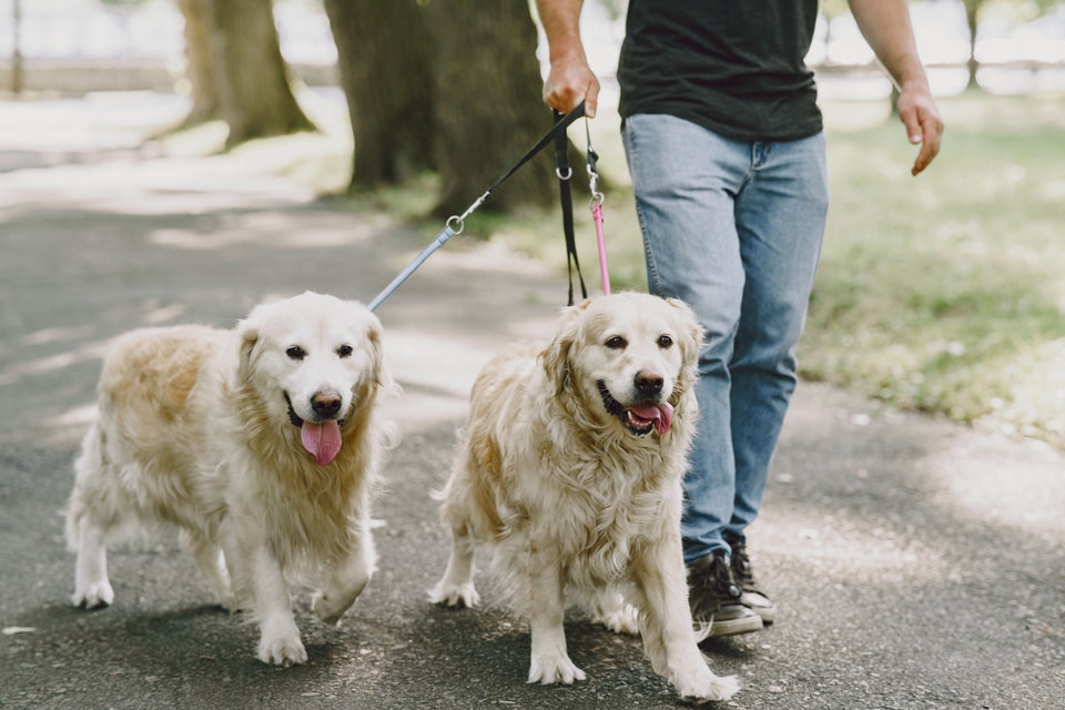 Two dogs walking at a comfortable distance outdoors during a calm training session