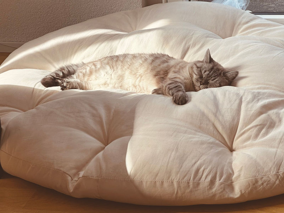 Fluffy cat sleeping in a soft cushion in warm natural sunlight