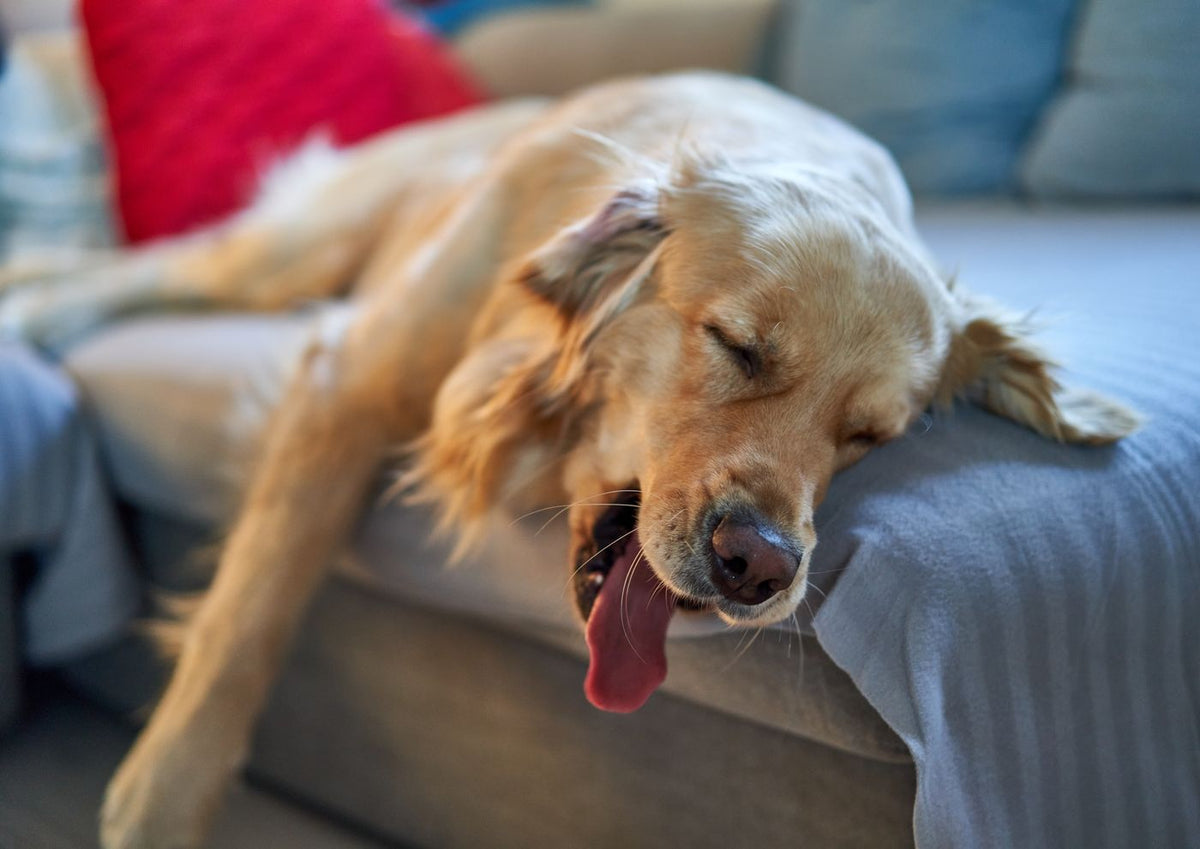 Dog resting comfortably on a sofa at home