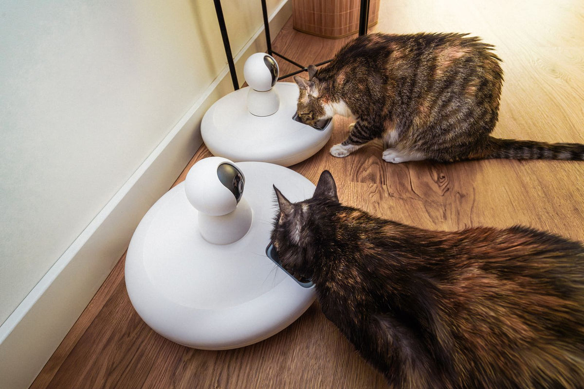 Two cats eating at separate automatic feeding stations in a bright apartment