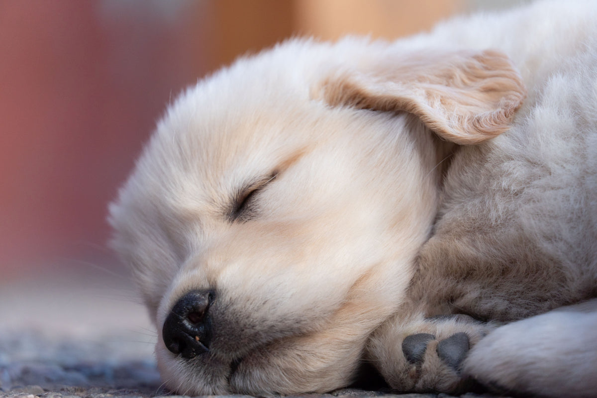 Young puppy resting on a comfortable bed, one of the essentials for a new puppy
