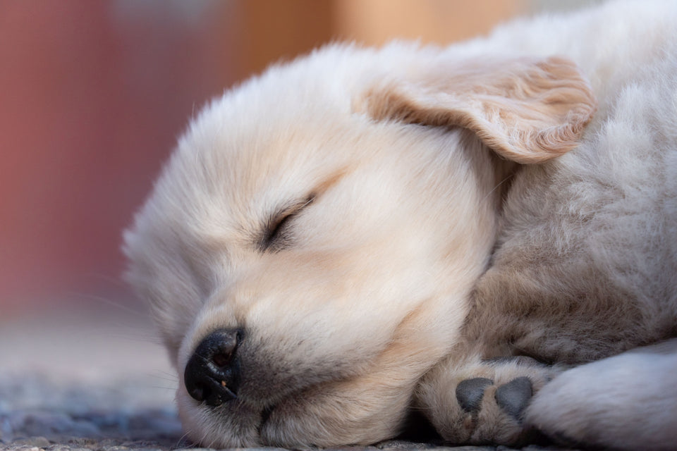Young puppy resting on a comfortable bed, one of the essentials for a new puppy