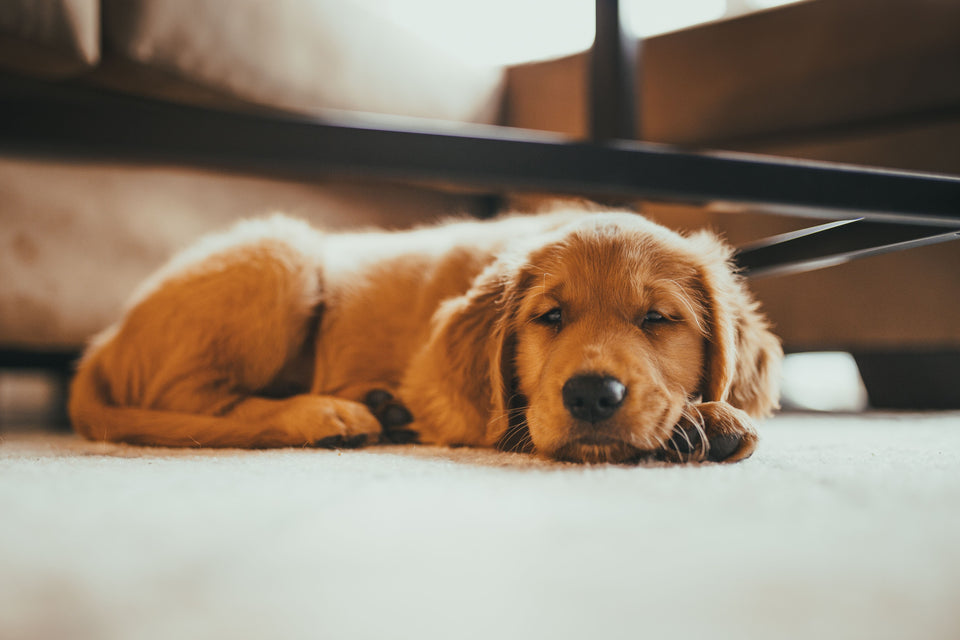 Golden retriever puppy resting calmly near a cozy sleep space before crate training