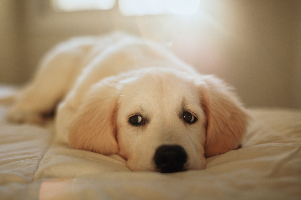 Golden retriever puppy resting on soft bedding in a calm indoor setting