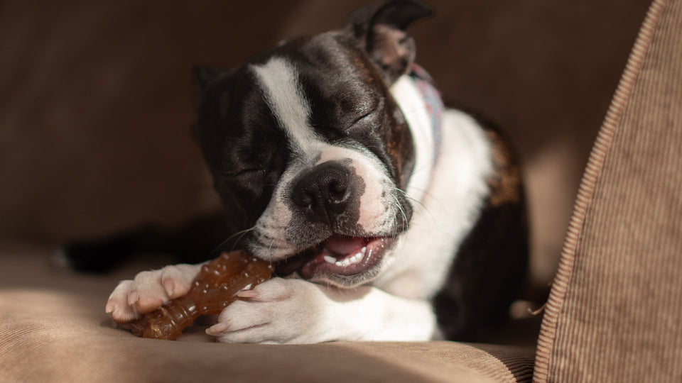Boston terrier puppy gently chewing a toy while relaxing indoors