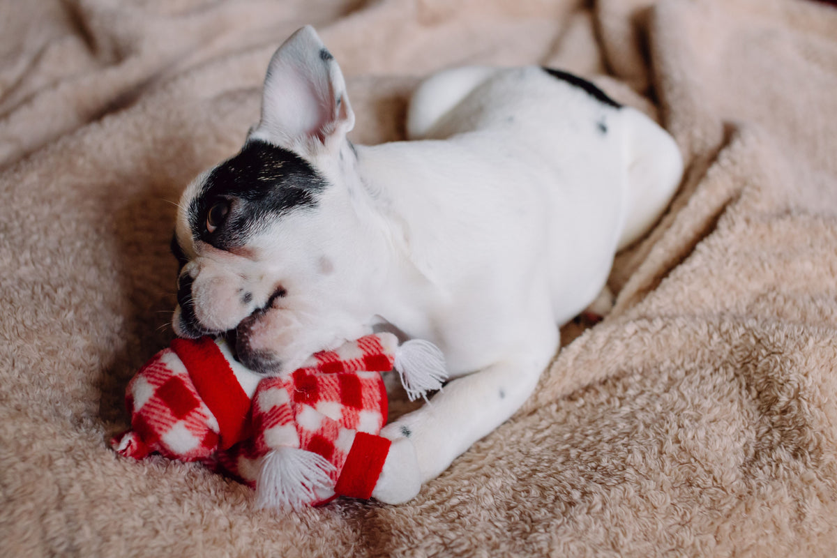 Playful young dog exploring a chew toy during indoor enrichment