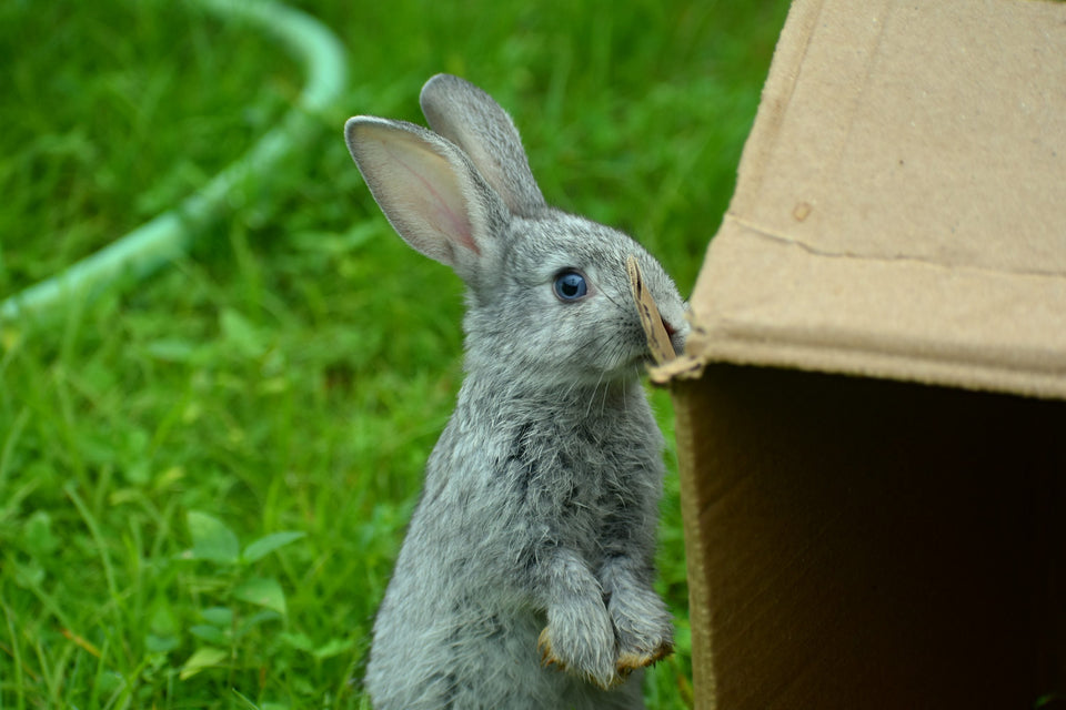 Curious gray rabbit exploring a cardboard box for simple enrichment