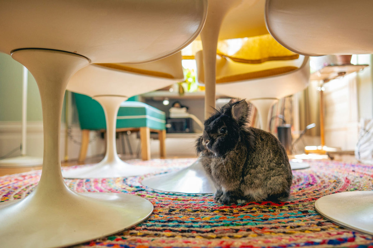 Pet rabbit exploring underneath a table in a home interior