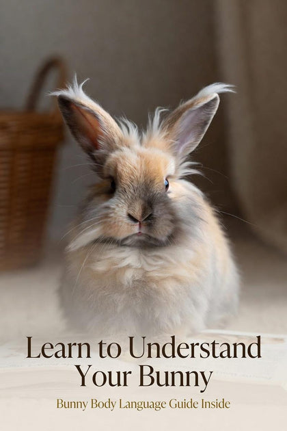 Bunny Care Bible rabbit body language section promotional preview